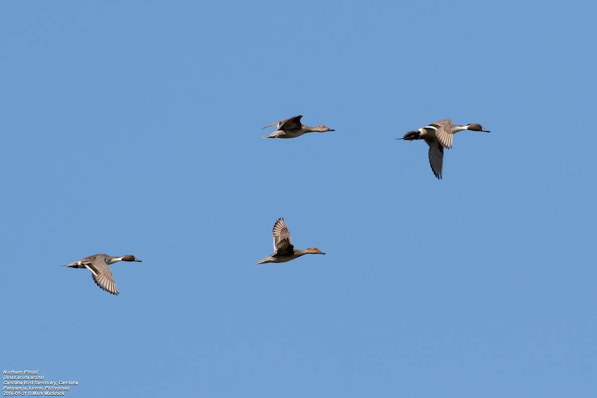 Northern Pintail - Mark Maddock