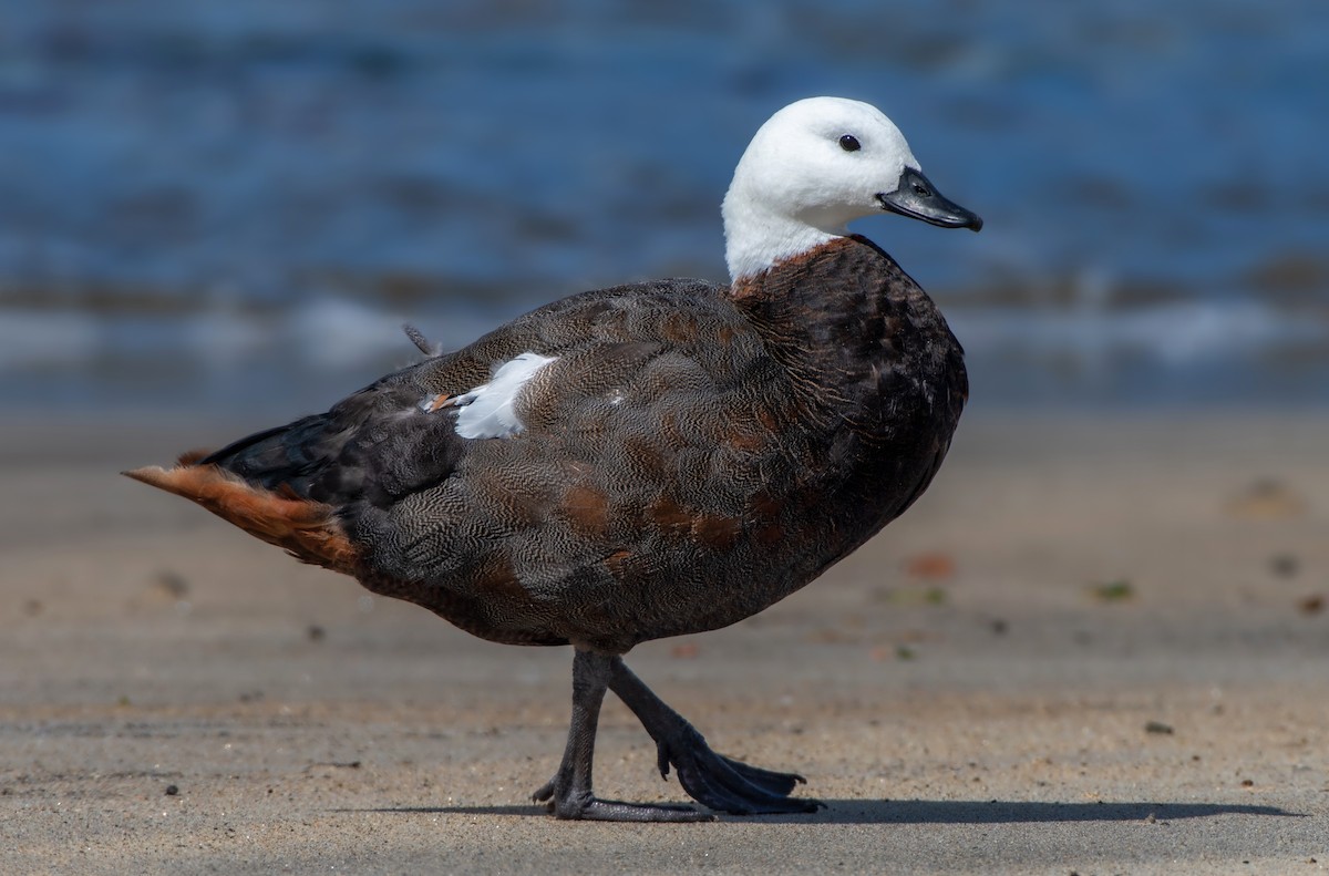 Paradise Shelduck - Jeff Maw