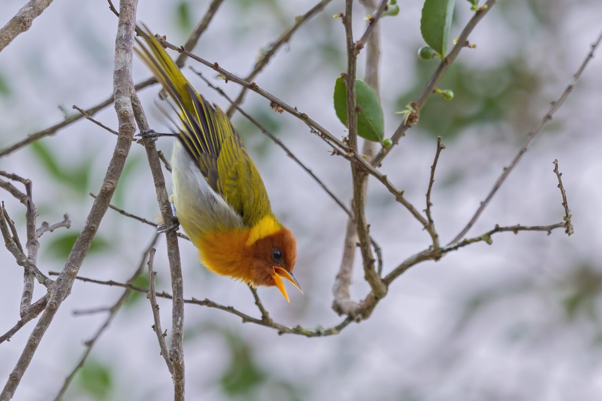 Rufous-headed Tanager - Gabriel Bonfa