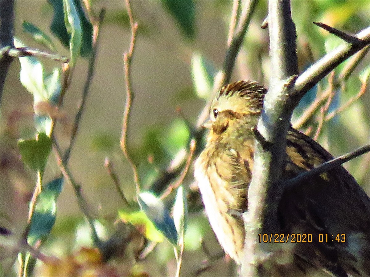 Lincoln's Sparrow - ML274718451