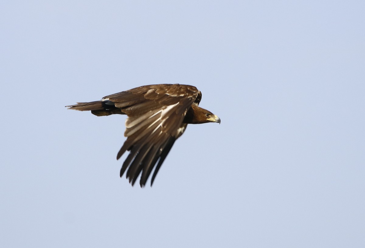 Greater Spotted Eagle - Bhaarat Vyas