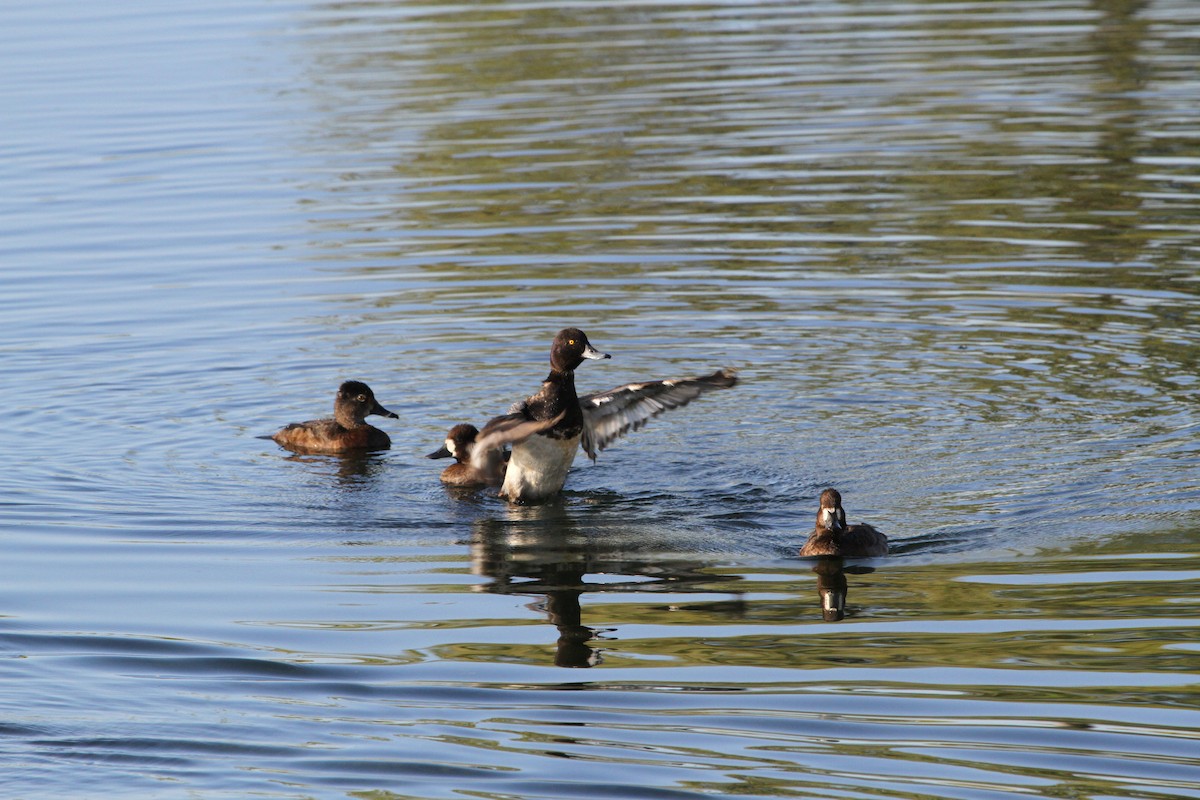 Lesser Scaup - ML274720061