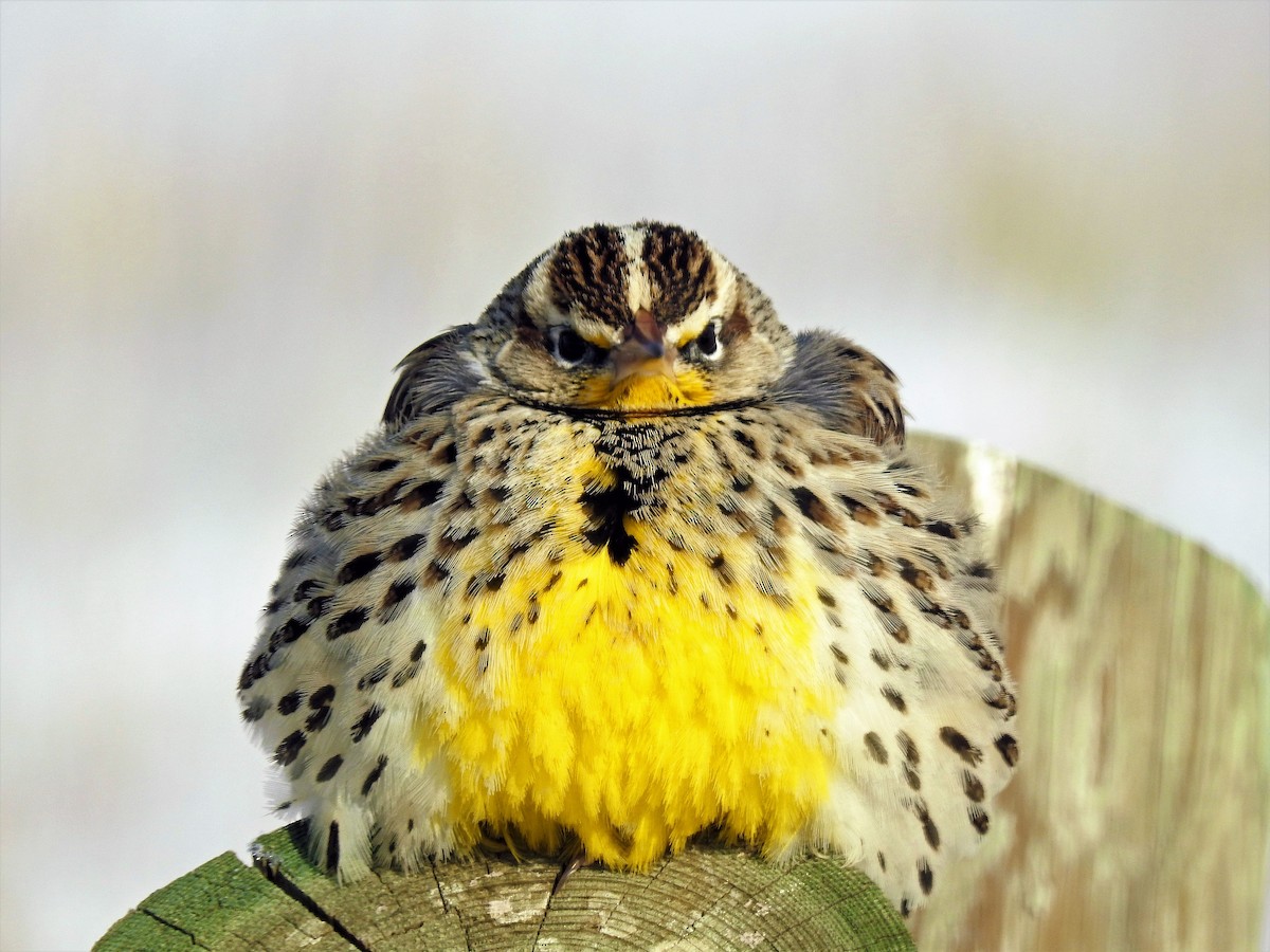 Western Meadowlark - Sharon Dewart-Hansen