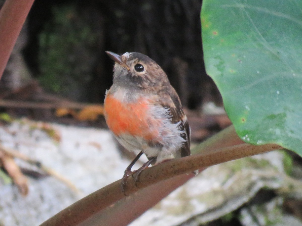 Pacific Robin (Samoan) - ML274720901