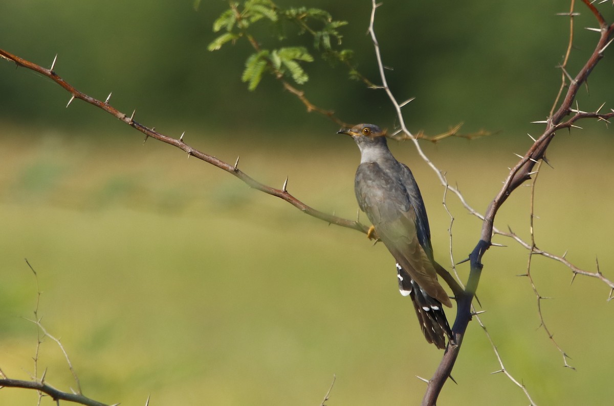 Common Cuckoo - ML274721591