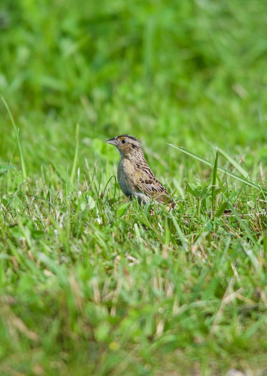 Grasshopper Sparrow - ML274723061