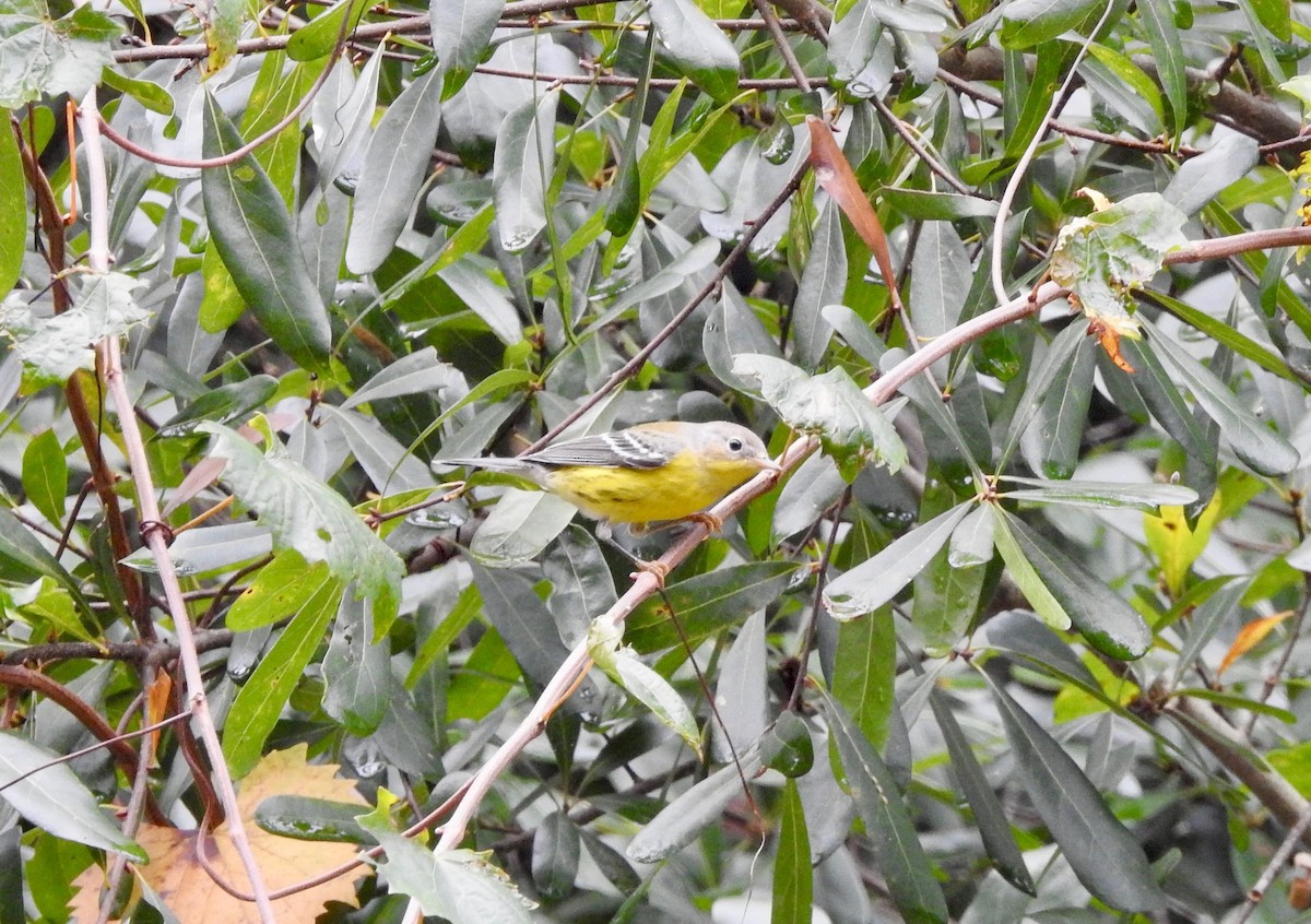 Magnolia Warbler - ML274724911