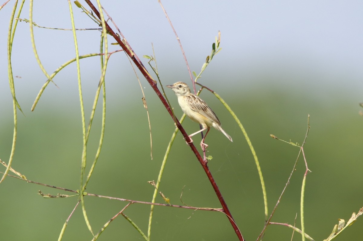 Zitting Cisticola - ML274725191