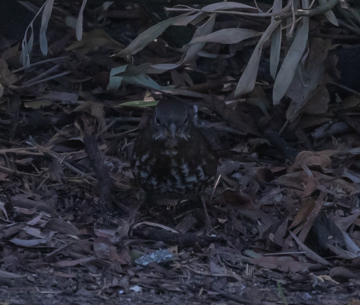 Fox Sparrow - Maury Swoveland