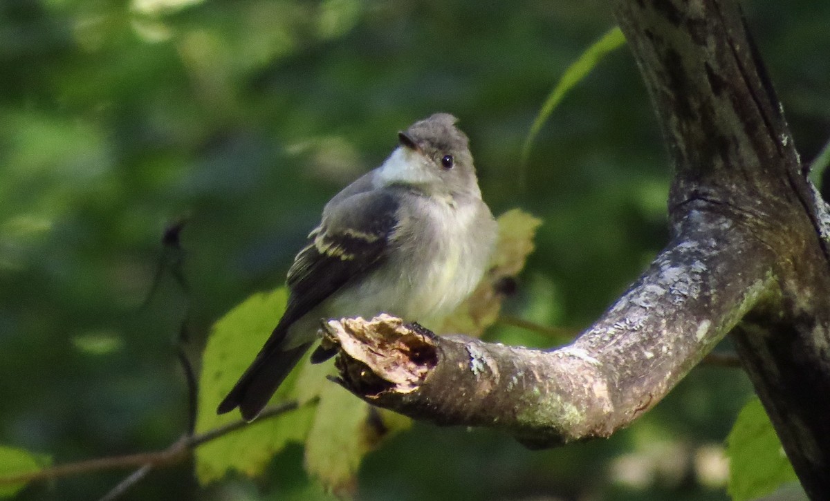 Eastern Wood-Pewee - ML274727951