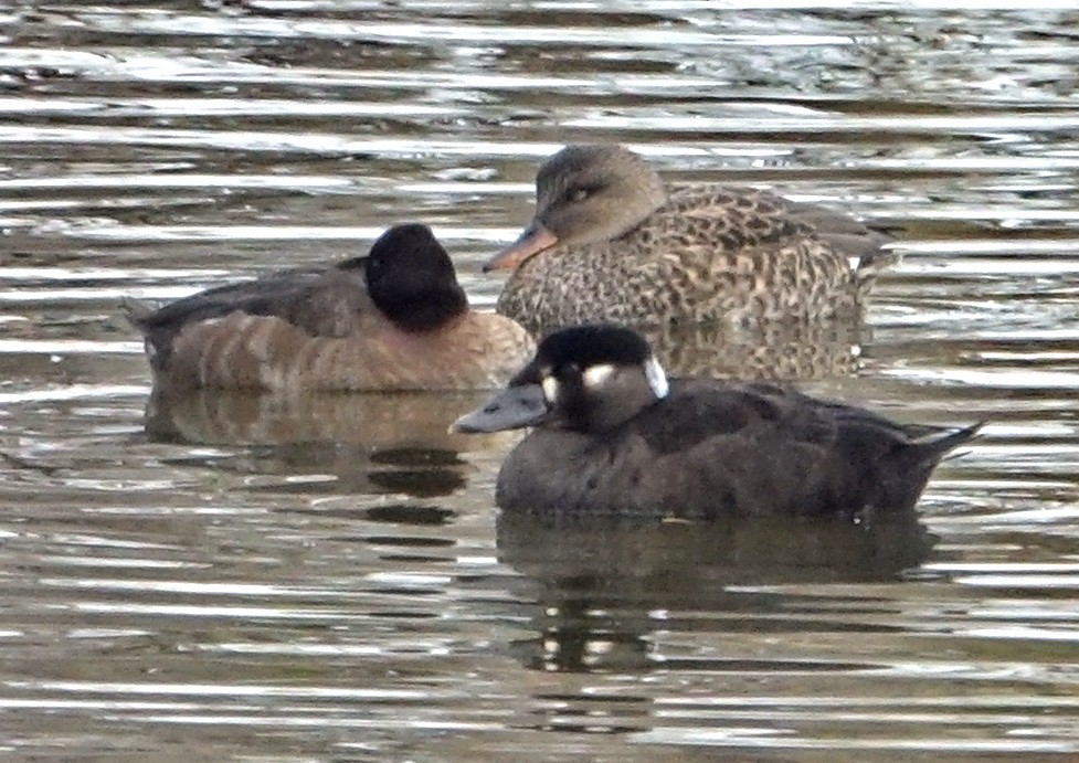 Surf Scoter - ML274729391