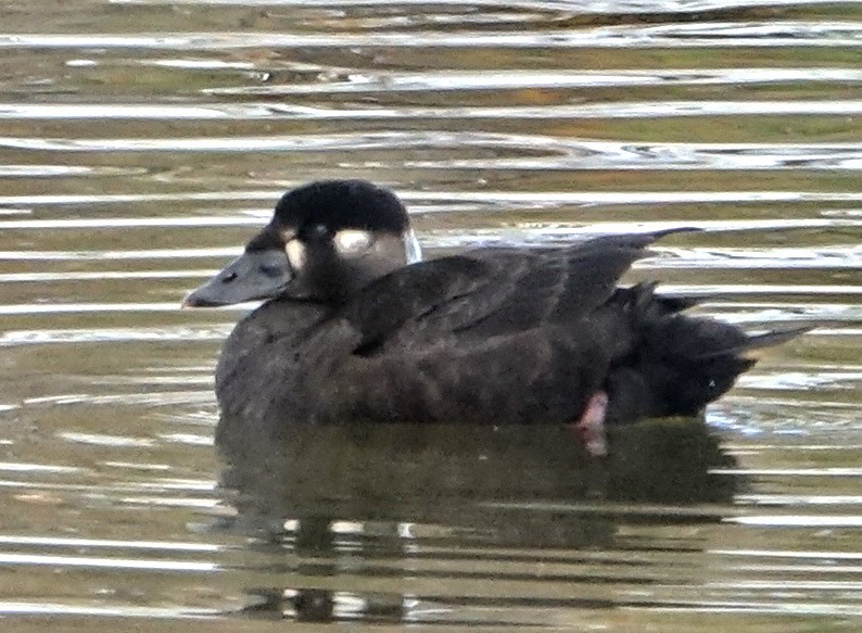 Surf Scoter - ML274729811