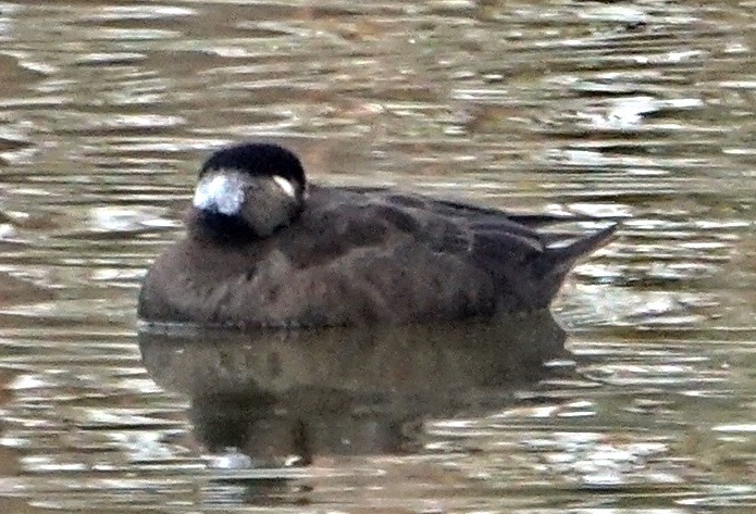 Surf Scoter - ML274729831