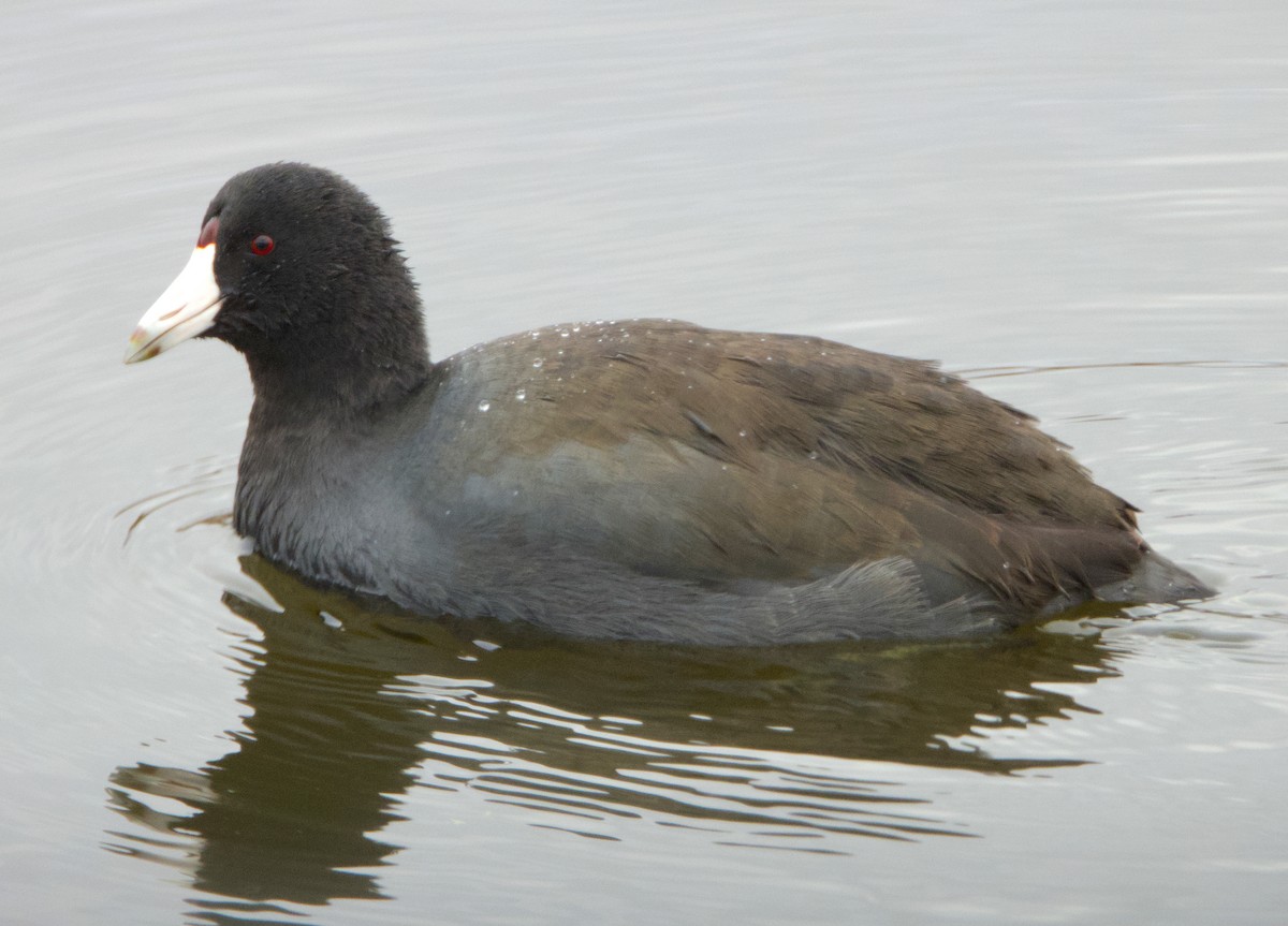 American Coot - ML274731121