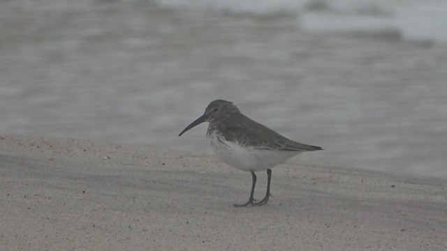 Dunlin - ML274731861