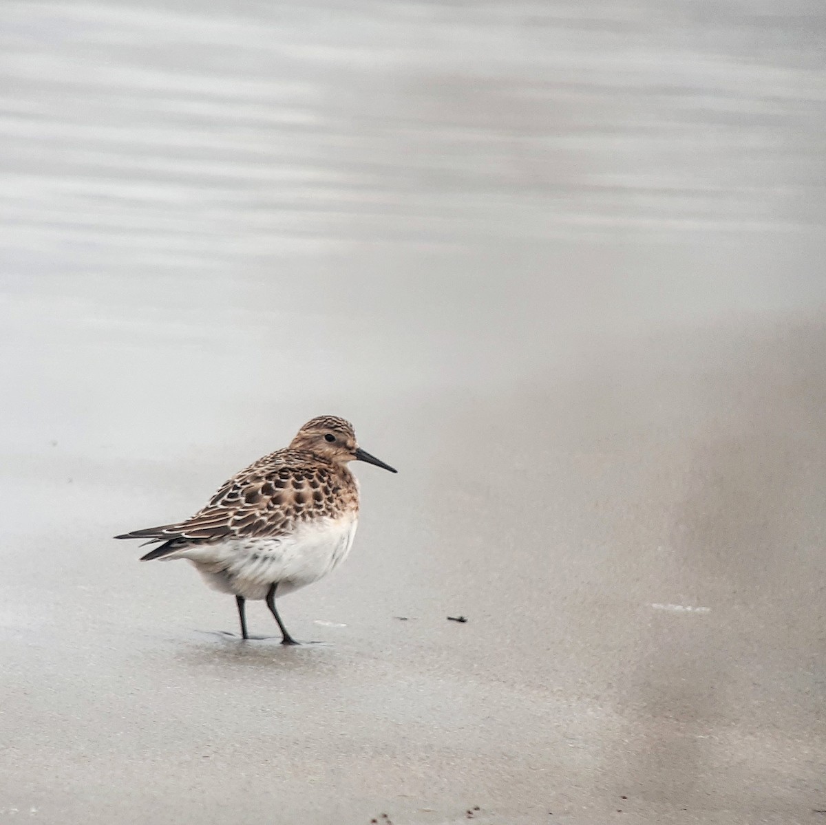 Байрдийн элсэг - ML274732821