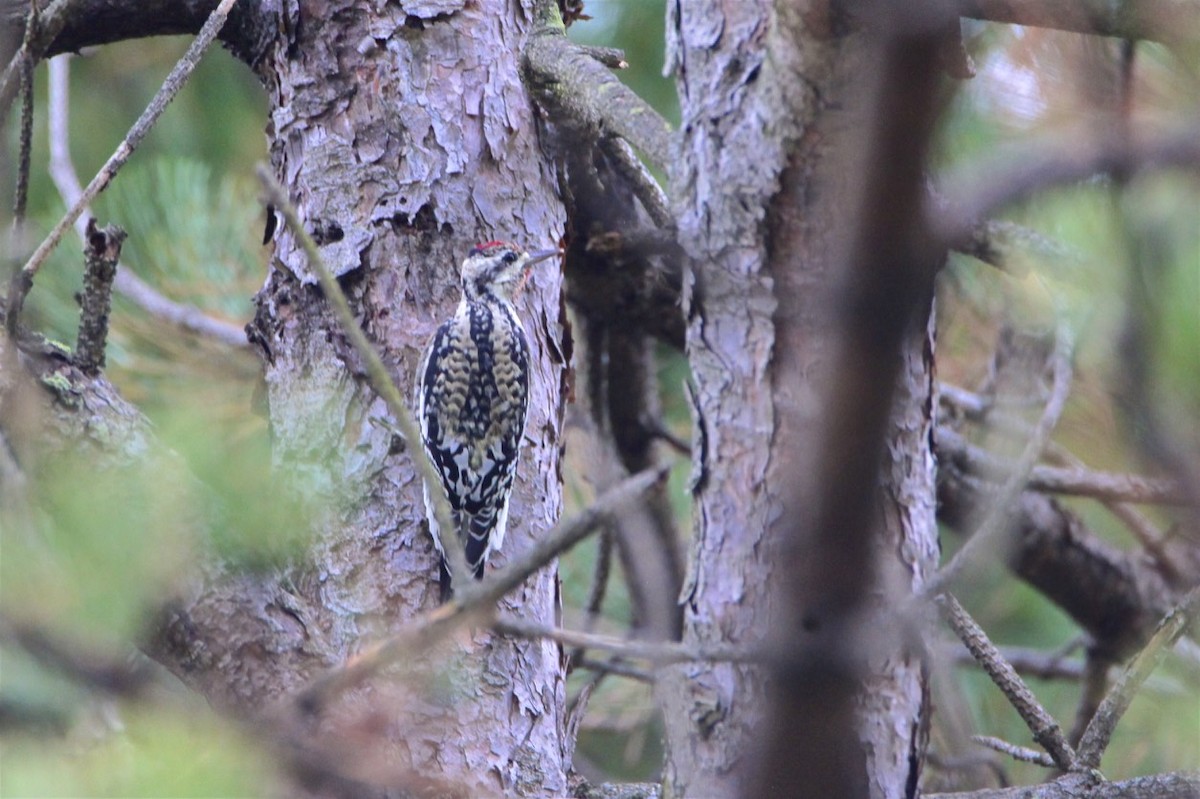 Yellow-bellied Sapsucker - Vickie Baily