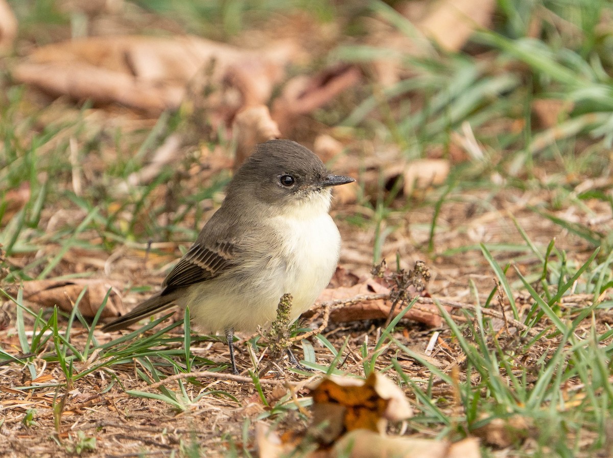 Eastern Phoebe - ML274733801