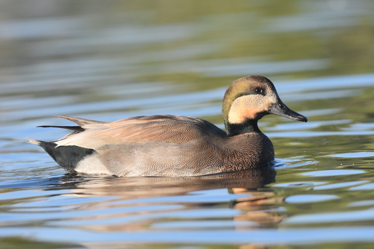 雑種 オカヨシガモ x マガモ - eBird