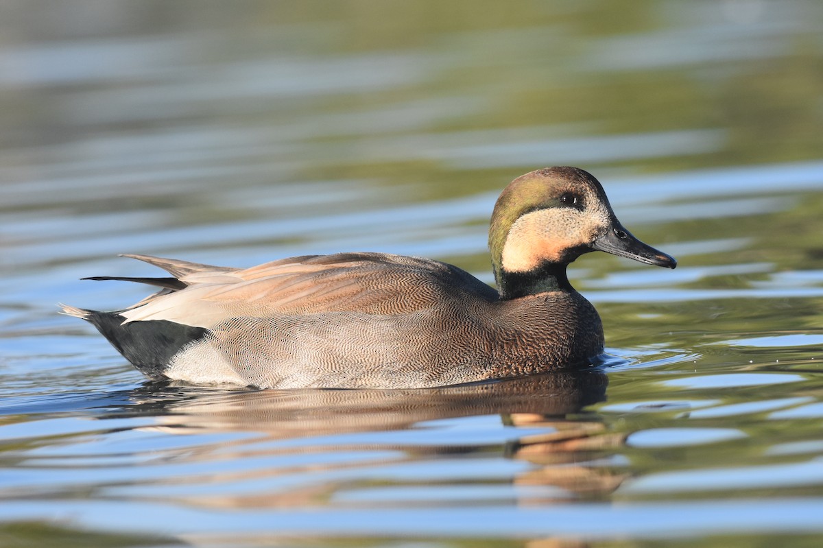 Gadwall x Mallard (hybrid) - Caleb Strand