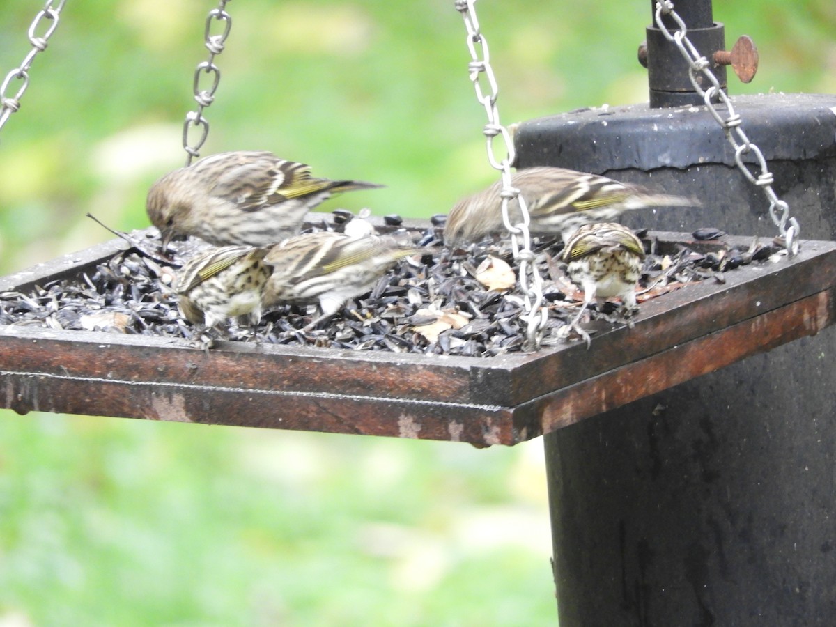 Pine Siskin - ML274735521