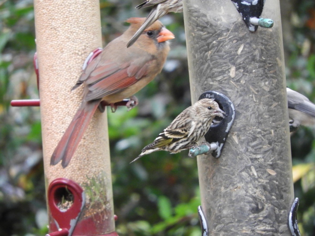 Pine Siskin - ML274735691