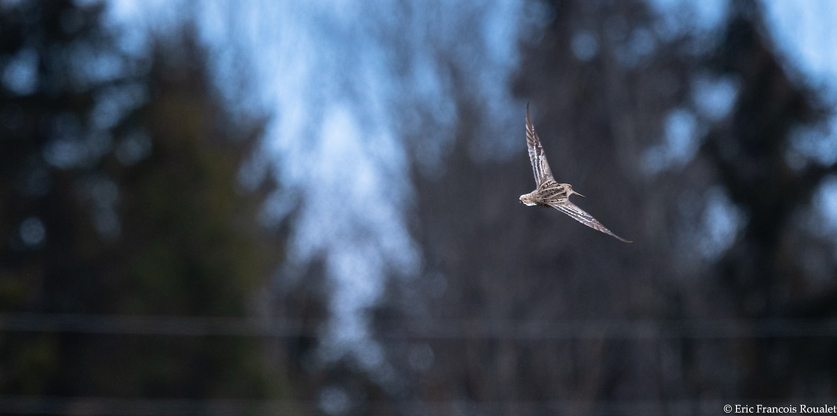 Great Snipe - Eric Francois Roualet