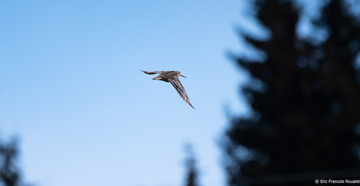 Great Snipe - Eric Francois Roualet