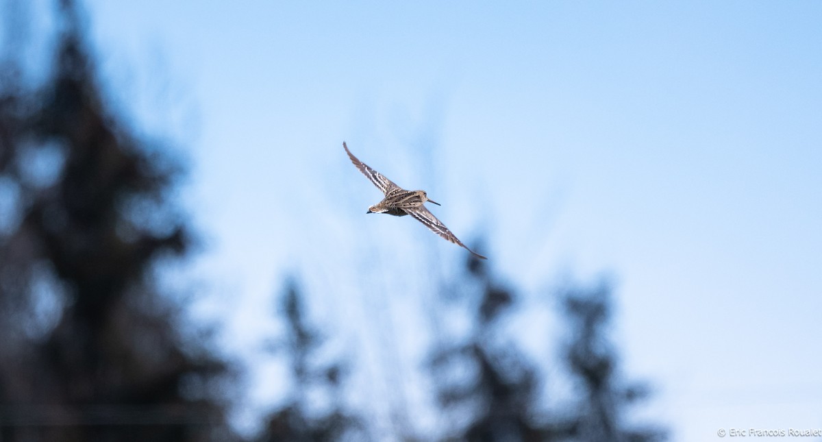 Great Snipe - Eric Francois Roualet