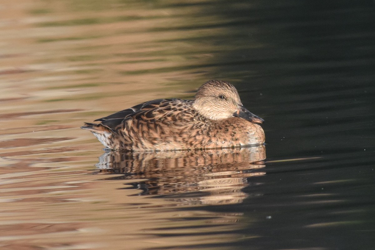 Gadwall x Mallard (hybrid) - Caleb Strand