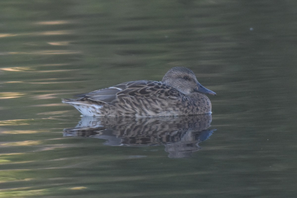 Gadwall x Mallard (hybrid) - Caleb Strand