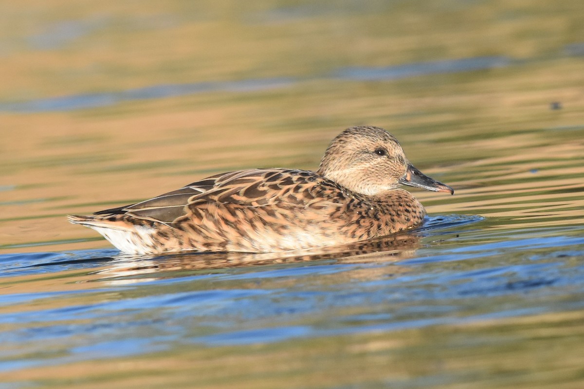 Gadwall x Mallard (hybrid) - ML274735901