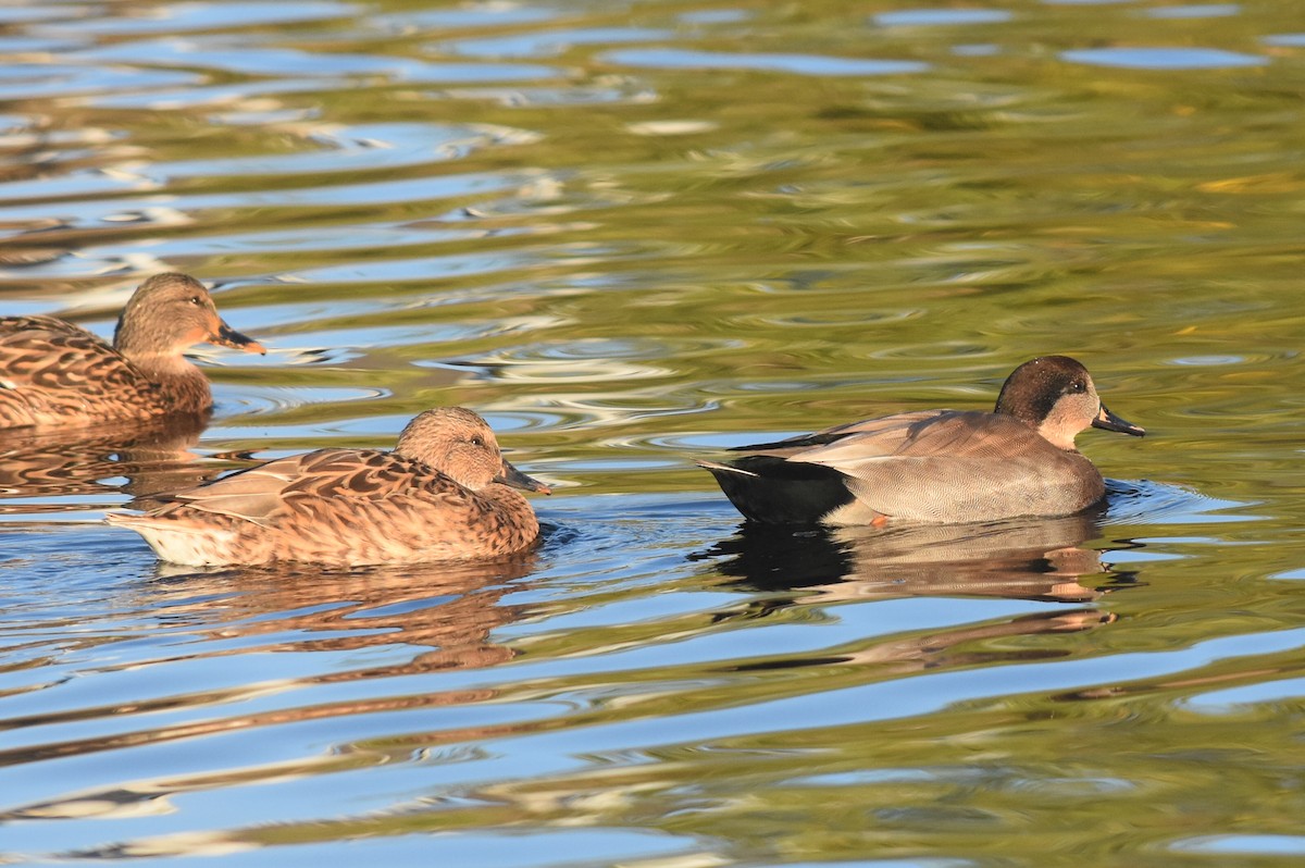 Gadwall x Mallard (hybrid) - Caleb Strand