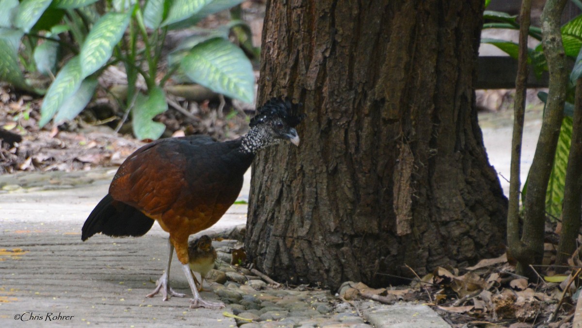 Great Curassow - Chris Rohrer