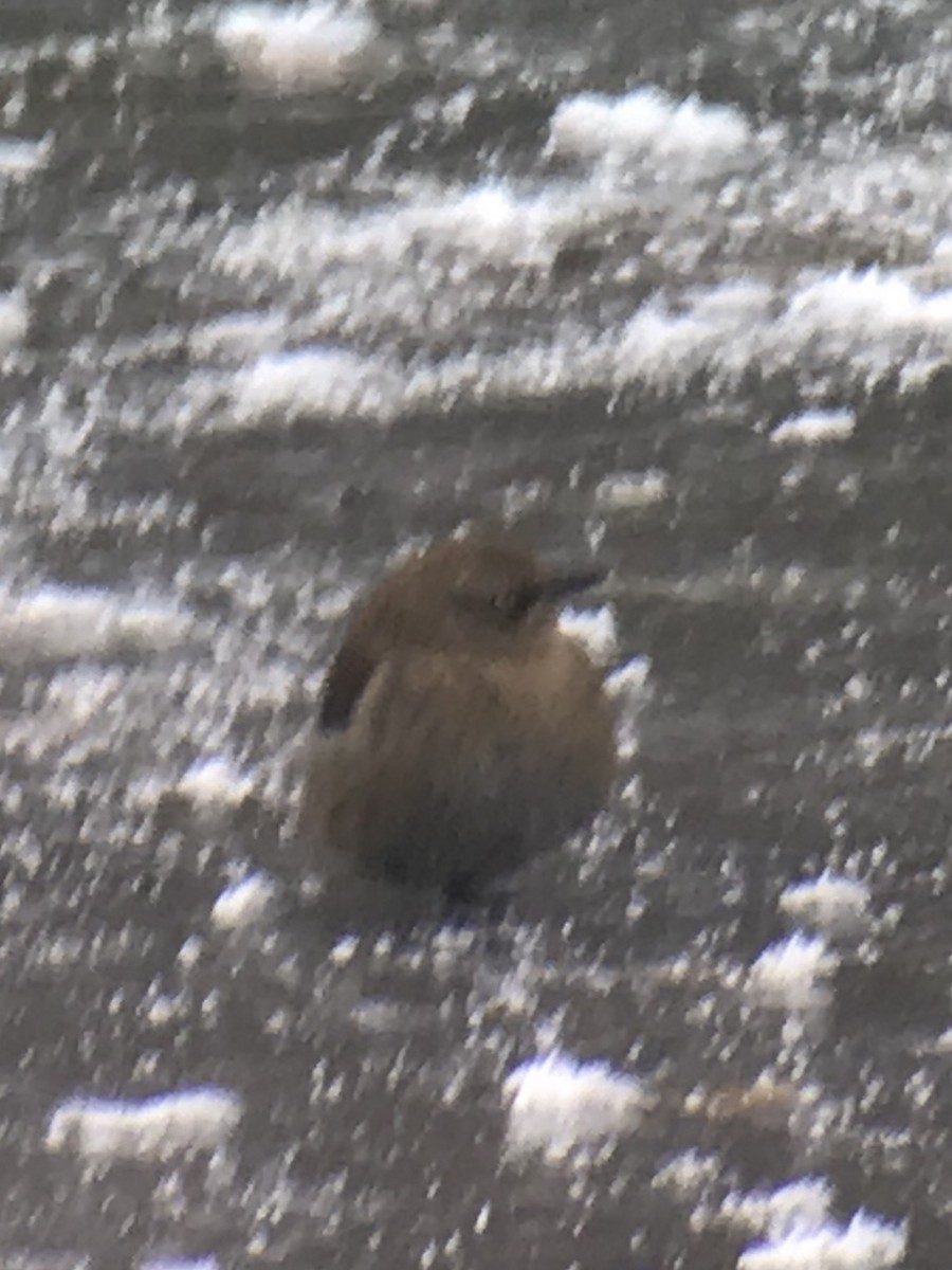 Rusty Blackbird - ML274736531