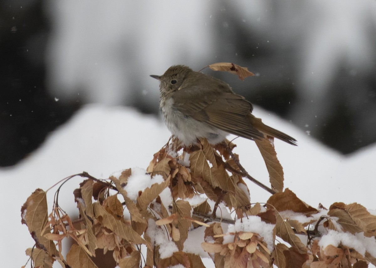 Hermit Thrush - ML274736691