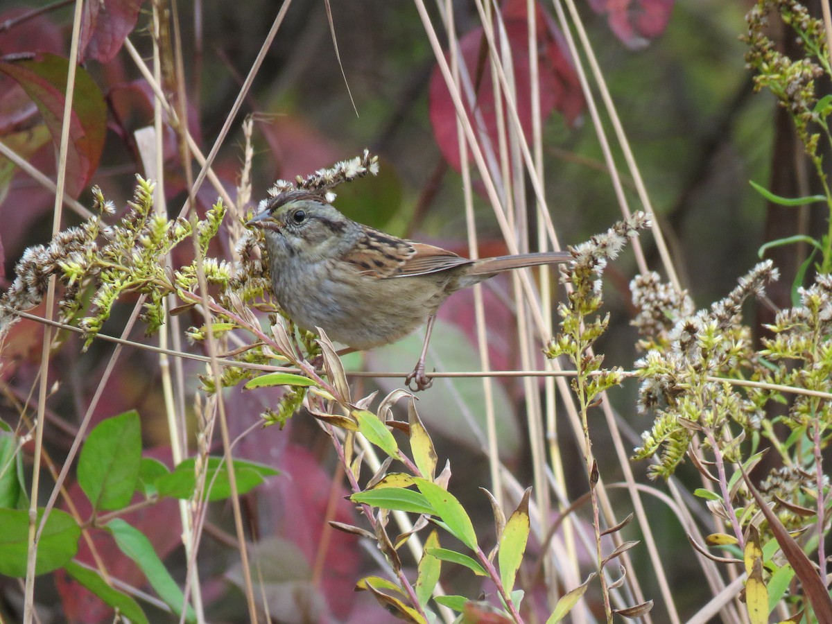 Swamp Sparrow - Tom and Margaret