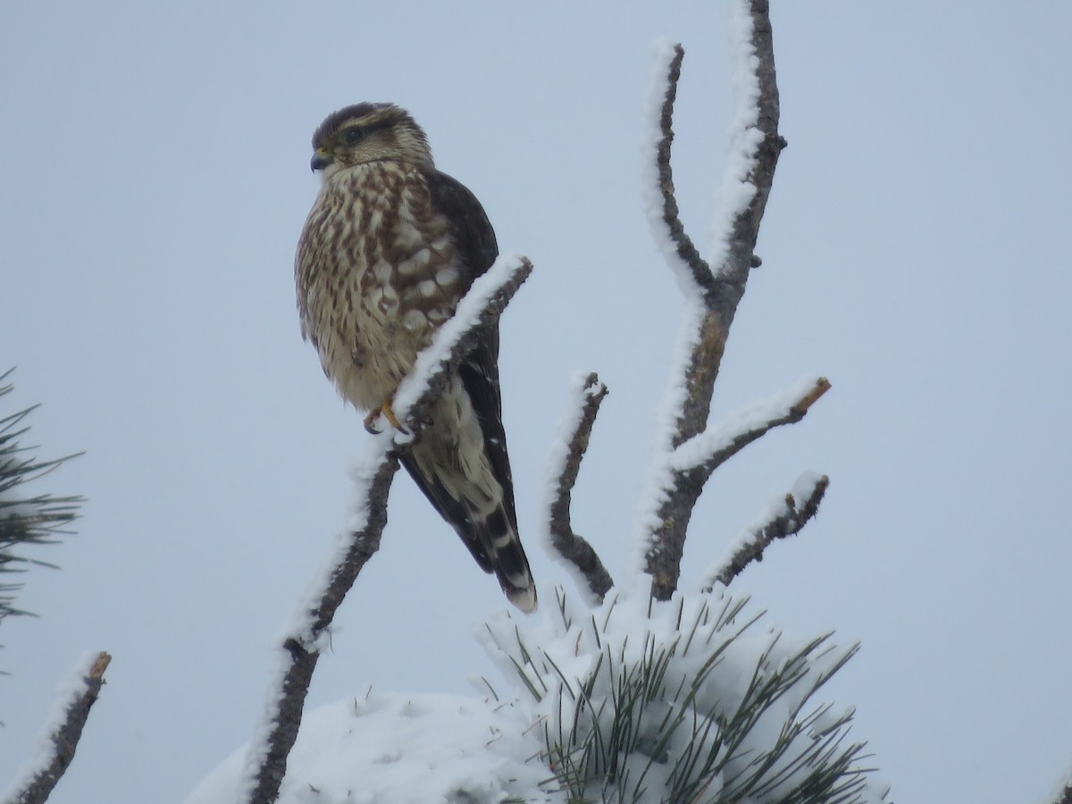 Merlin (Taiga) - ML274737261