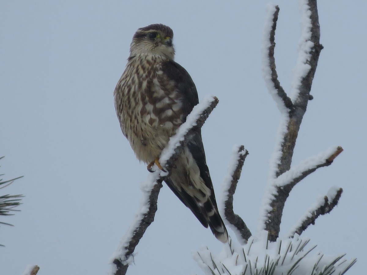Merlin (Taiga) - ML274737271