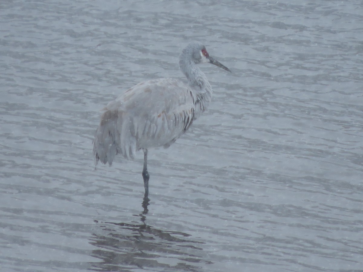 Sandhill Crane - Michael Britten