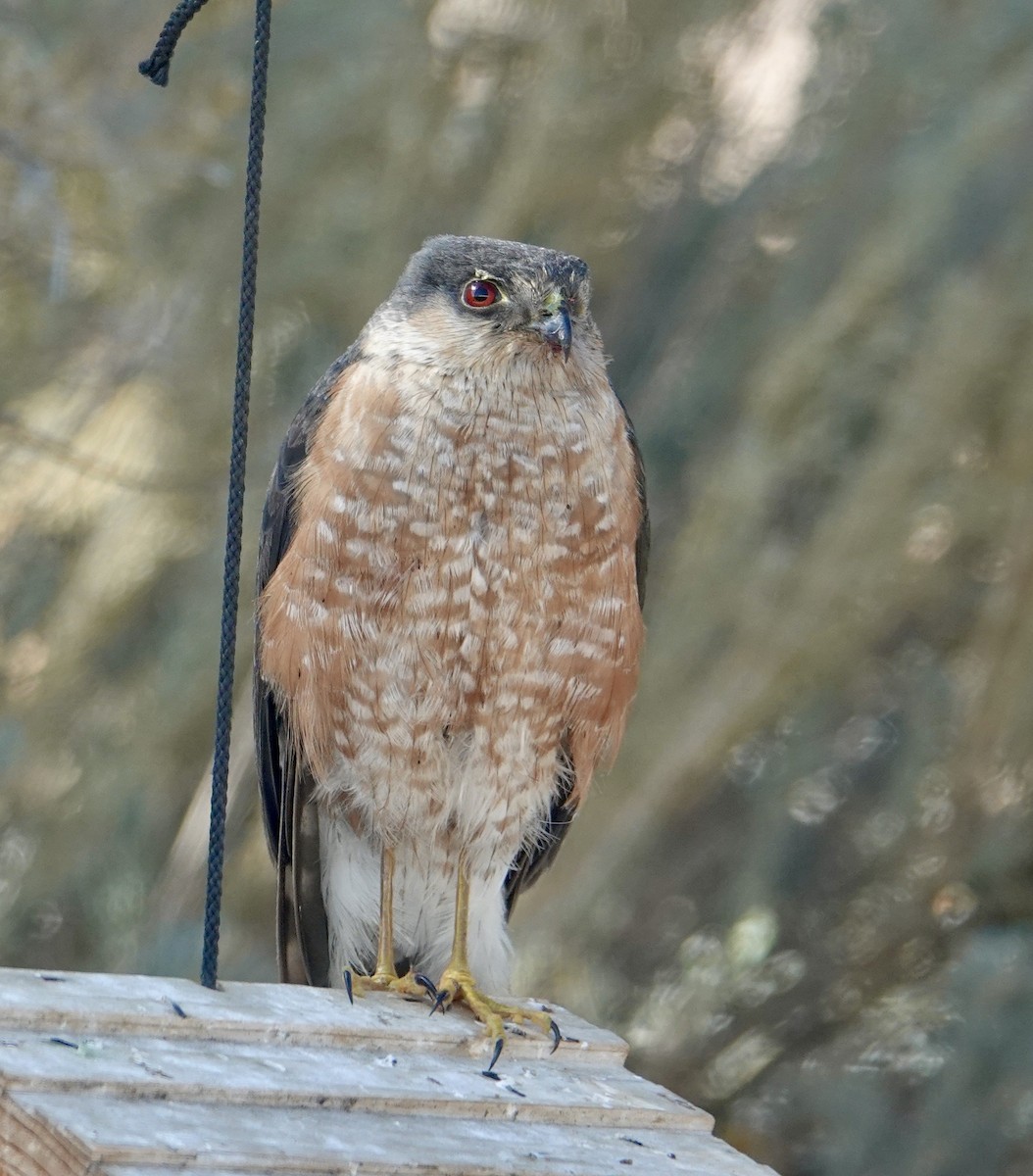 Sharp-shinned Hawk - ML274737481