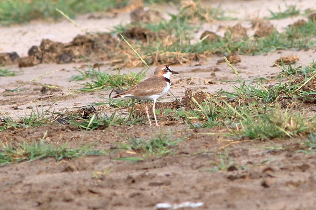 Collared Plover - ML274740301