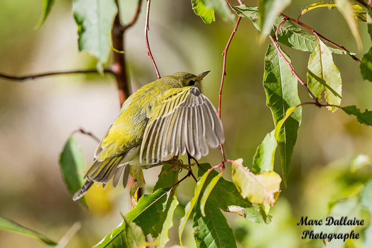 Tennessee Warbler - ML274740661