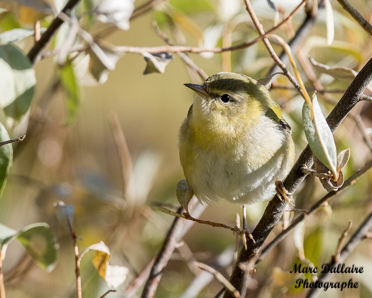 Tennessee Warbler - ML274740671