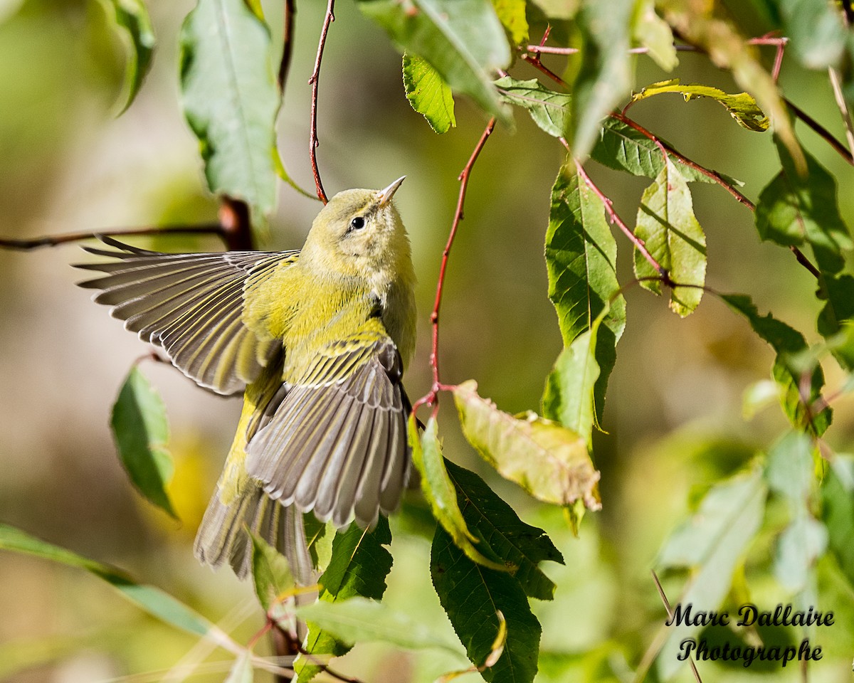 Tennessee Warbler - ML274740681