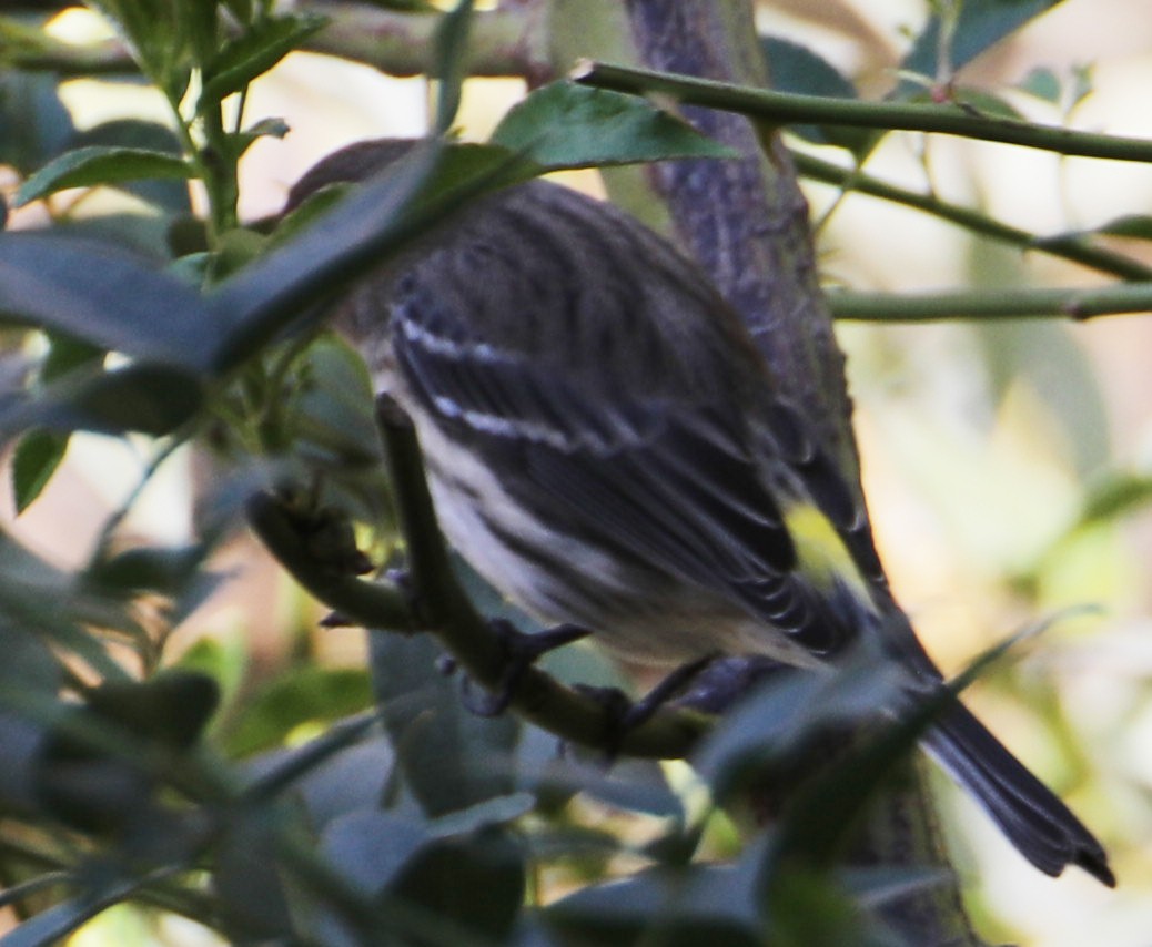 Yellow-rumped Warbler - ML274741161