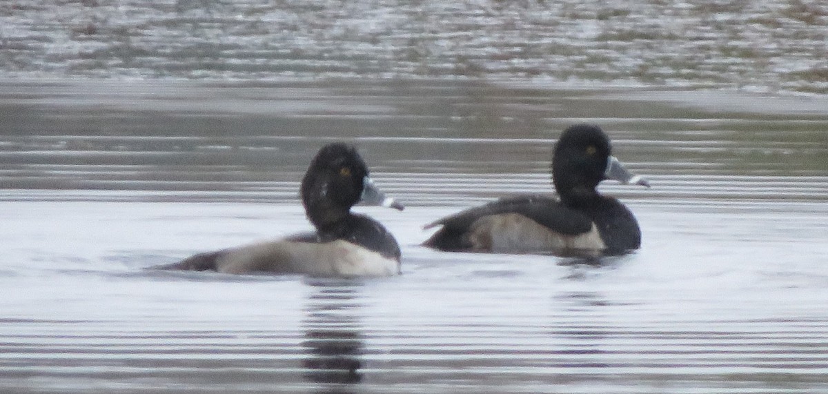 Ring-necked Duck - ML274741321