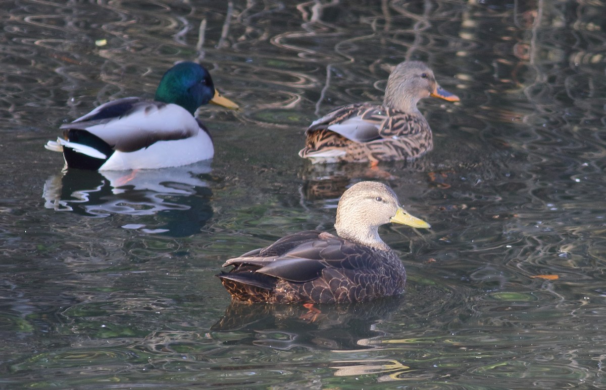 American Black Duck - Catherine Temple