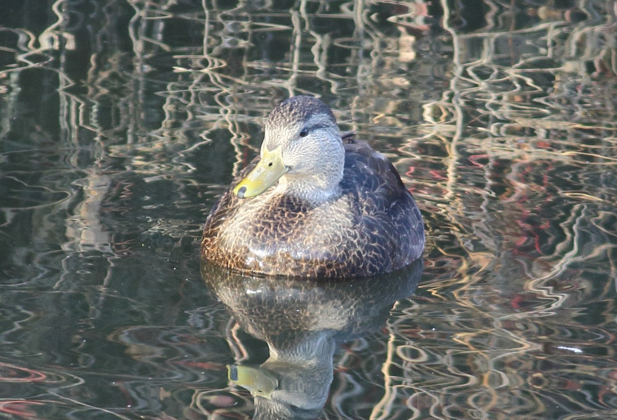 American Black Duck - ML274742381