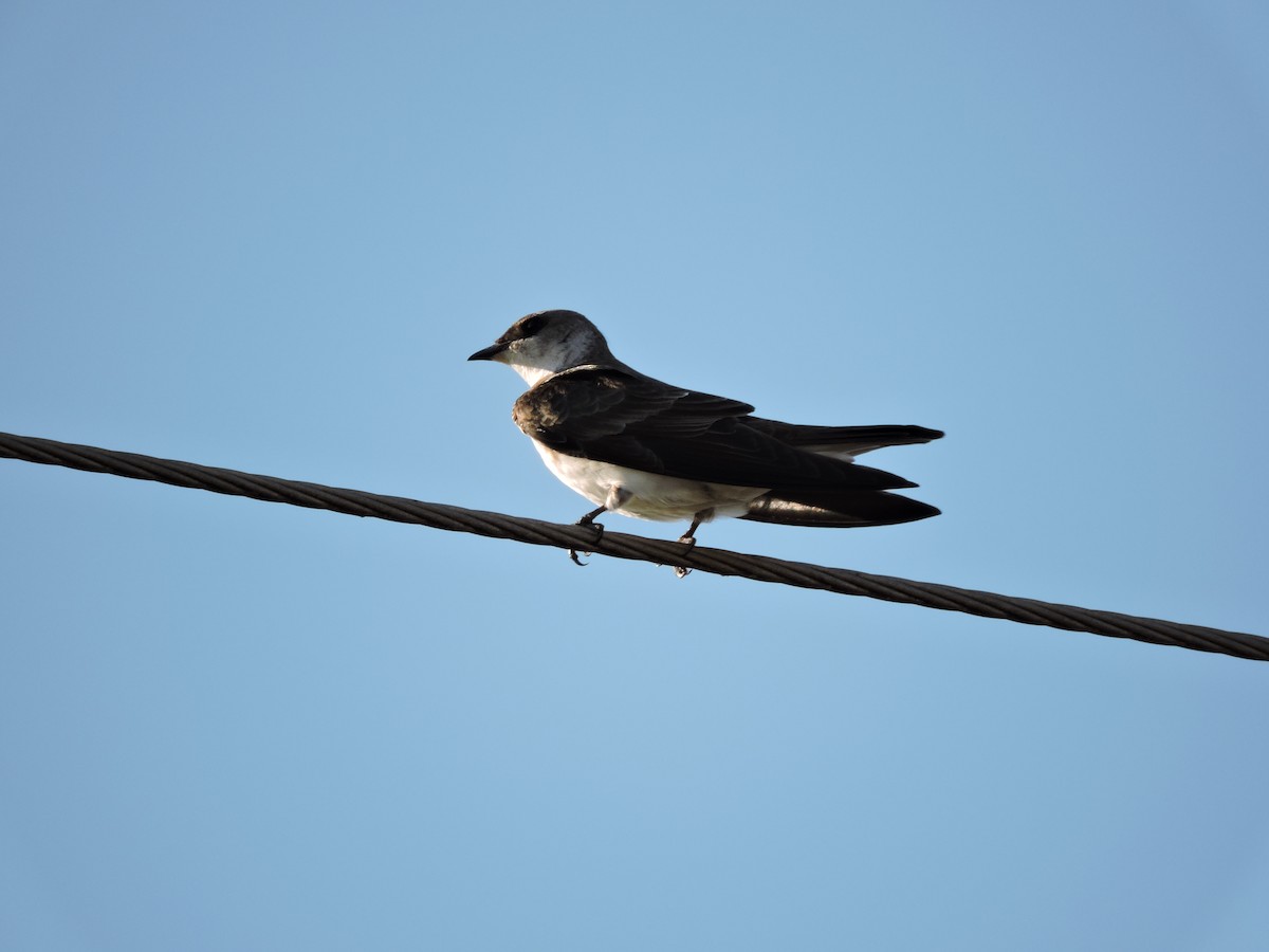 Gray-breasted Martin - Carina Petelski